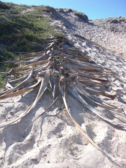 Climbing the Dunes